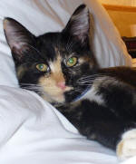Shilo